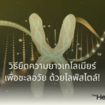 ไขรหัส "เทโลเมียร์" (Telomere) ตัวชี้วัดความชราภาพที่ปลายโครโมโซม! ค้นพบสาเหตุที่ทำให้เทโลเมียร์สั้นลง พร้อมวิธีชะลอวัยและยืดความยาวเทโลเมียร์ด้วยไลฟ์สไตล์ที่ทำได้จริง