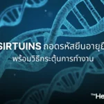 Sirtuins ถอดรหัสยีนอายุยืนพร้อมวิธีกระตุ้นการทำงาน