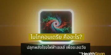 ไมโทคอนเดรีย คืออะไร